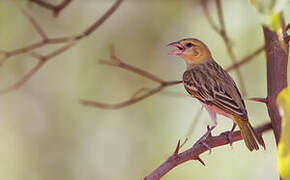 Vitelline Masked Weaver