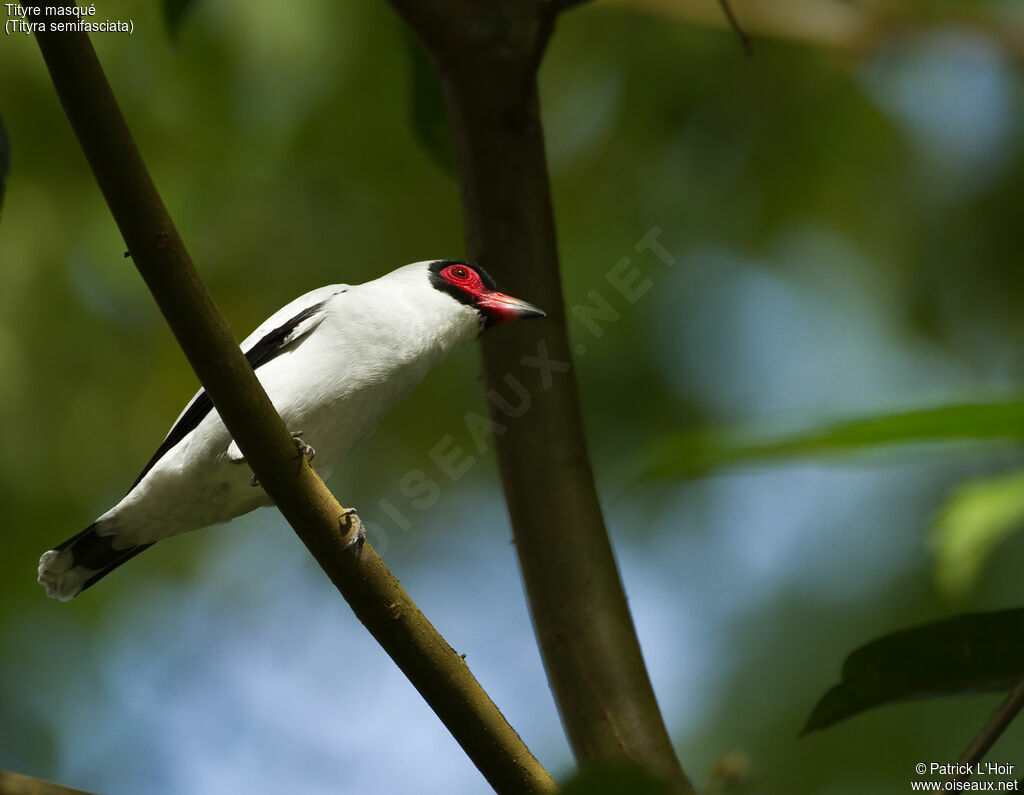 Masked Tityra male adult