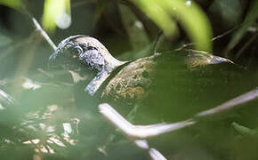 Black-breasted Wood Quail