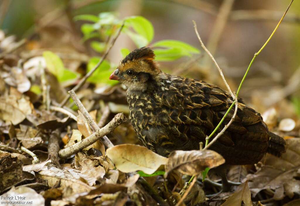 Spotted Wood Quailadult