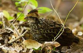 Spotted Wood Quail