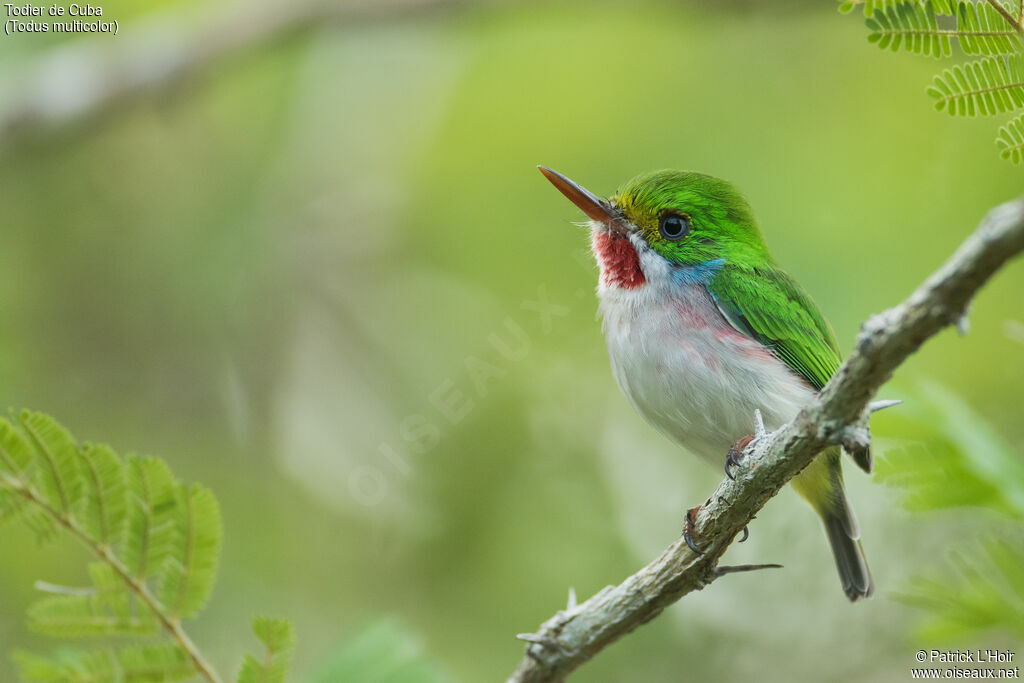 Cuban Tody