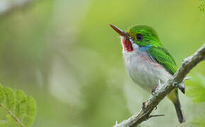 Cuban Tody