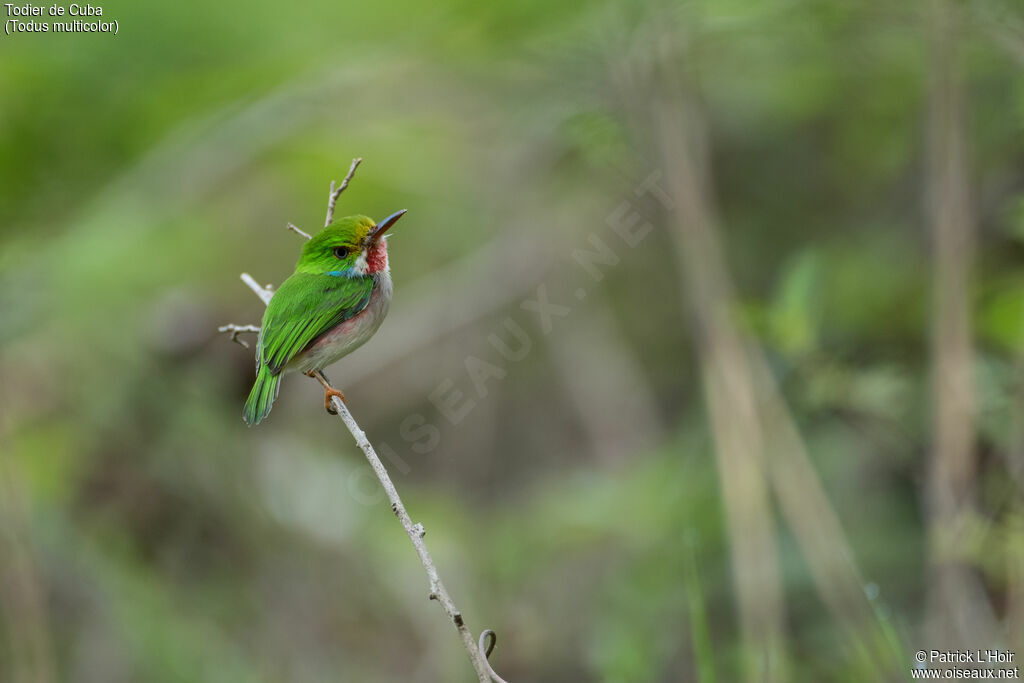 Cuban Tody