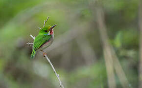 Cuban Tody