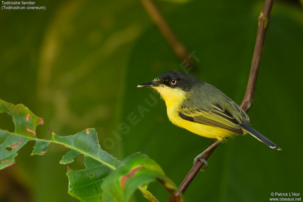 Common Tody-Flycatcheradult