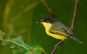 Common Tody-Flycatcher