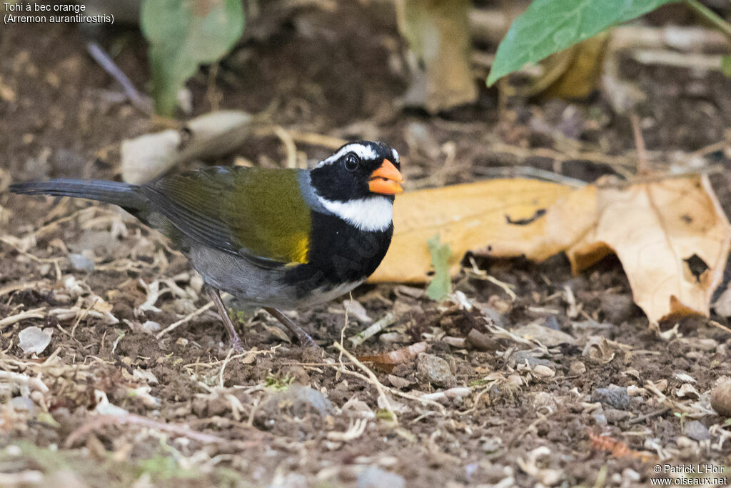 Orange-billed Sparrow