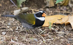 Orange-billed Sparrow