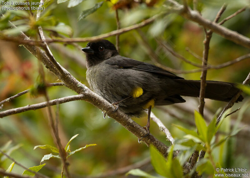 Yellow-thighed Finchadult