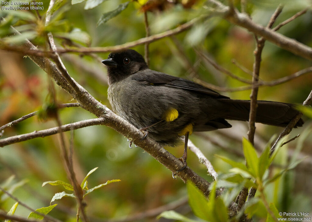 Yellow-thighed Brushfinchadult