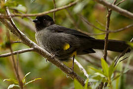 Yellow-thighed Finch