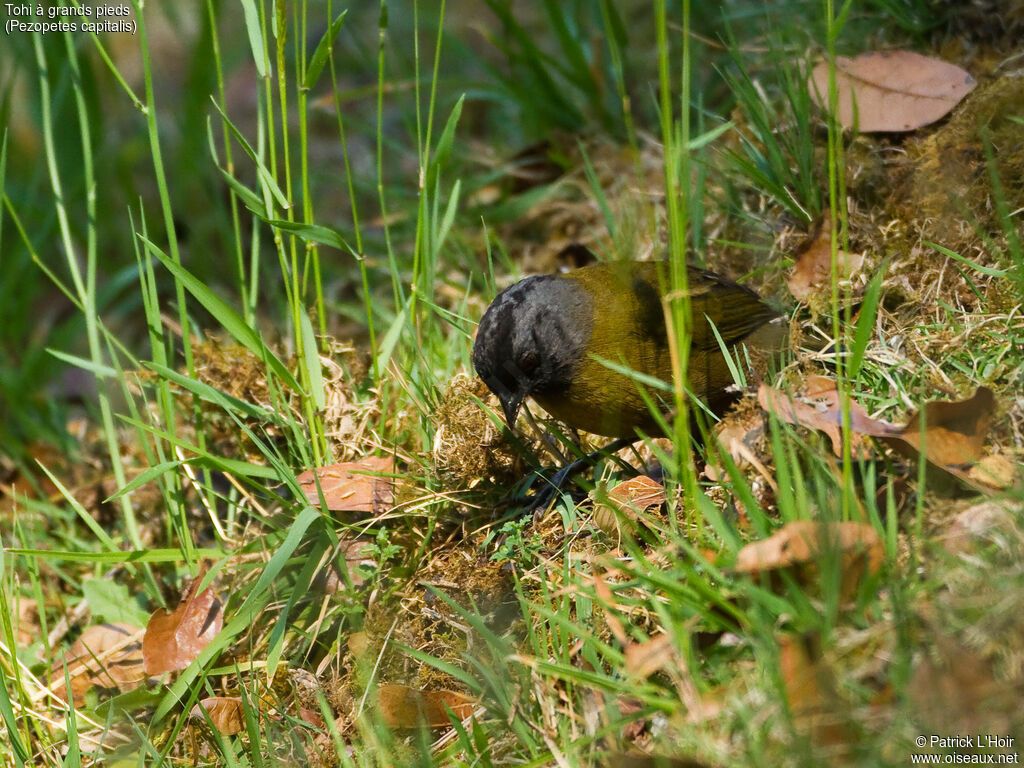 Large-footed Finchadult