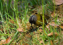 Large-footed Finch