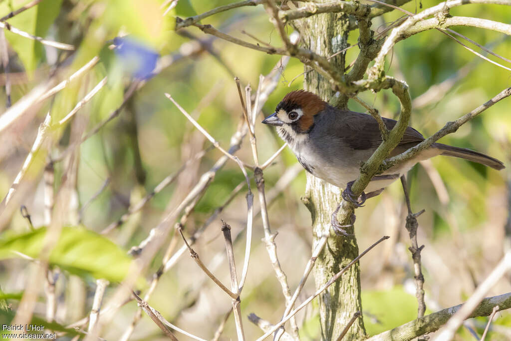 Cabanis's Ground Sparrow