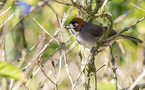 Cabanis's Ground Sparrow