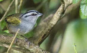 Black-striped Sparrow