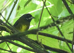 Sooty-faced Finch