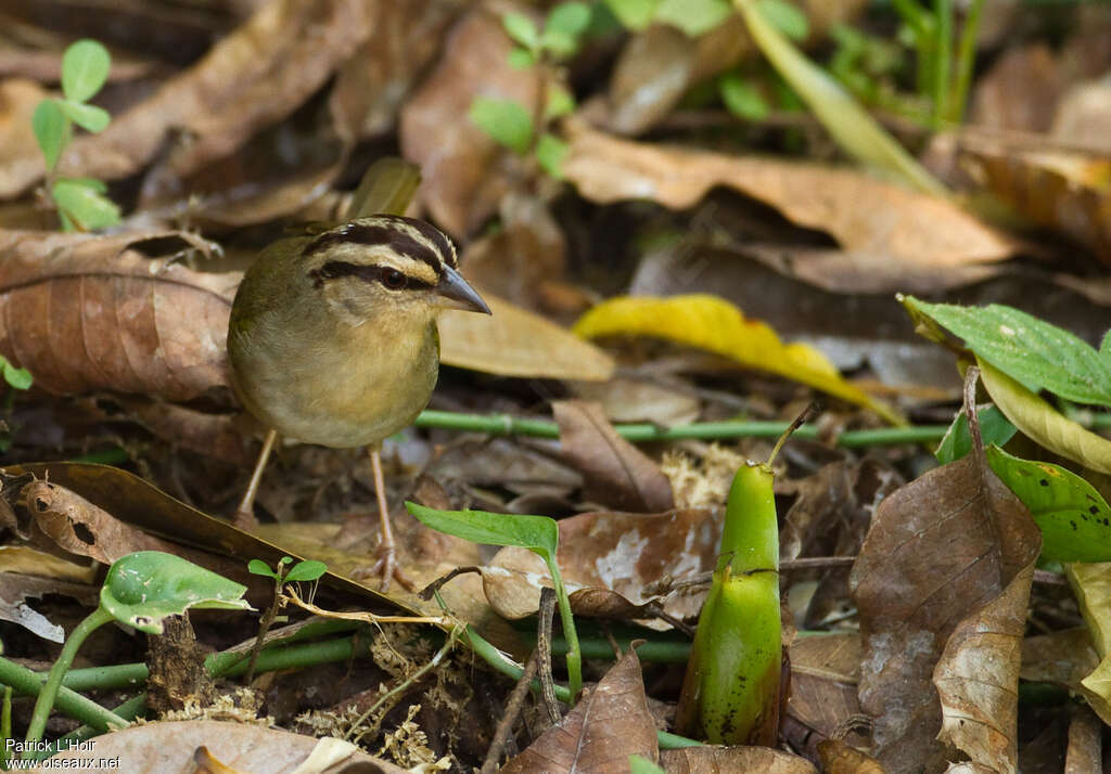 Tohi oliveadulte, habitat, pêche/chasse, Comportement