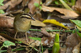 Olive Sparrow