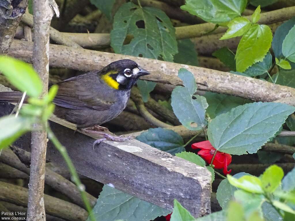 White-eared Ground Sparrowadult, close-up portrait