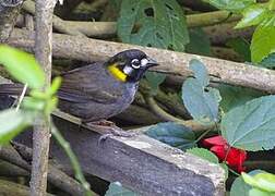 White-eared Ground Sparrow