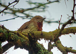 Red-throated Wryneck