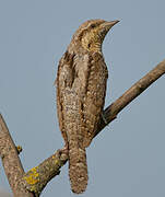 Eurasian Wryneck