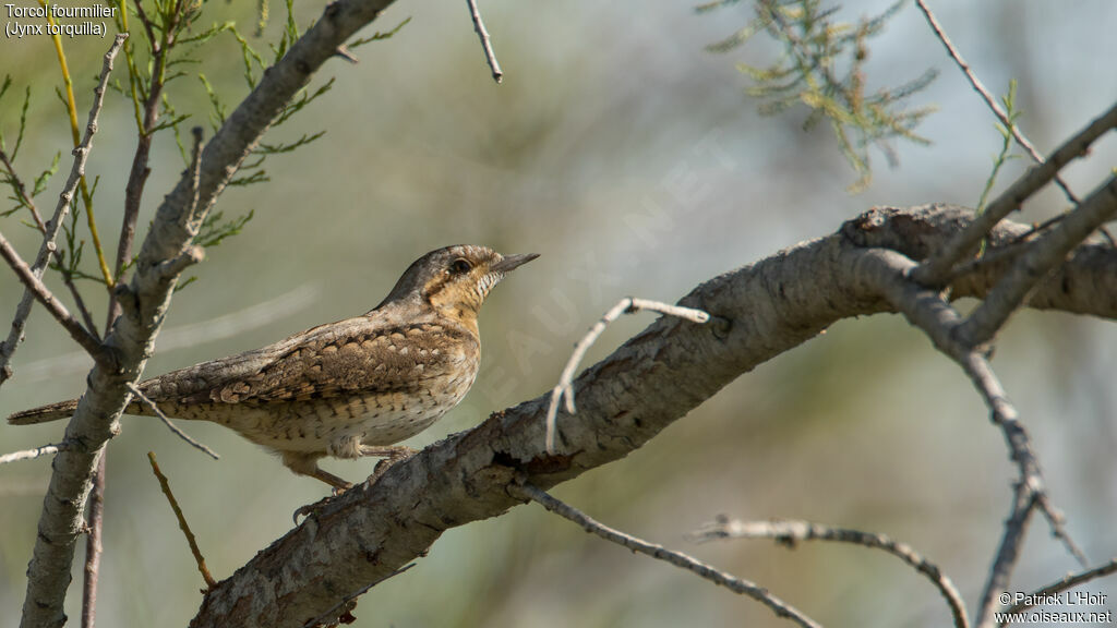 Eurasian Wryneckadult breeding