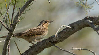 Eurasian Wryneck