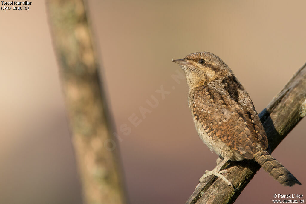 Eurasian Wryneckadult breeding