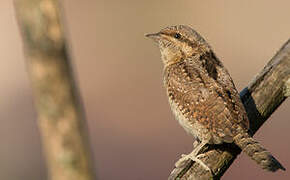 Eurasian Wryneck