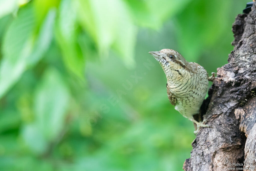 Eurasian Wryneck