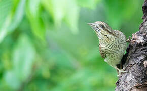 Eurasian Wryneck