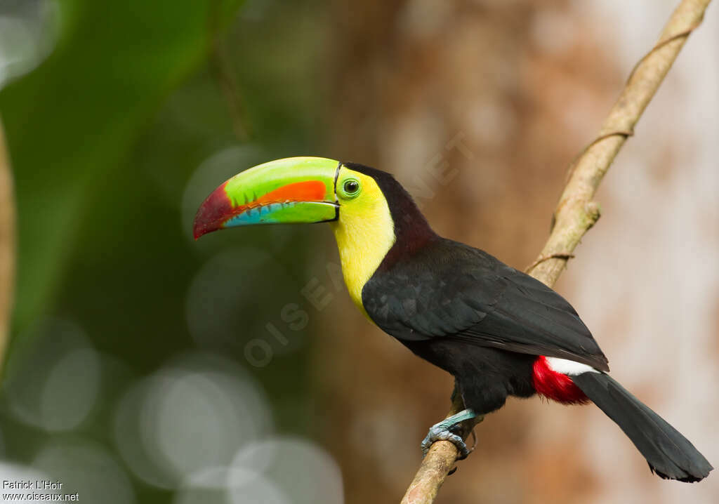 Toucan à carèneadulte, identification