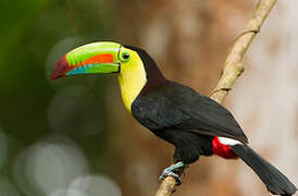 Keel-billed Toucan