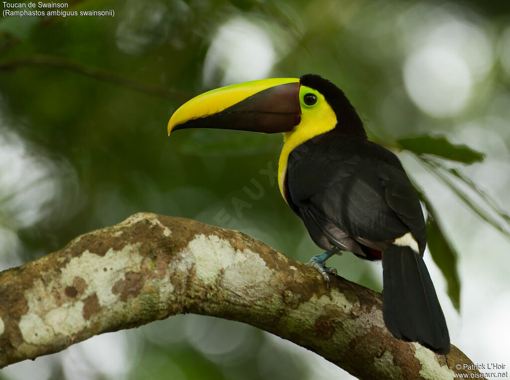 Toucan de Swainsonadulte