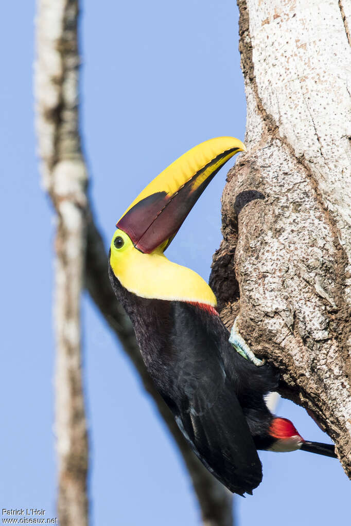 Toucan tocardadulte, Nidification