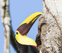 Yellow-throated Toucan