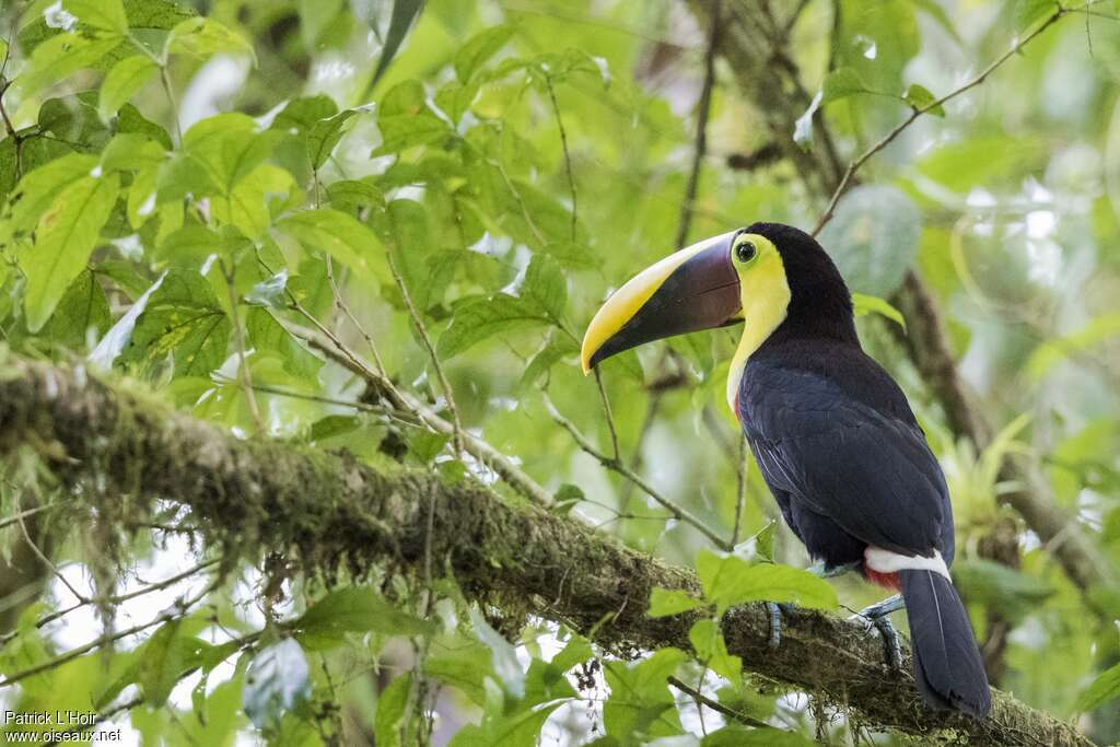 Yellow-throated Toucanadult, identification