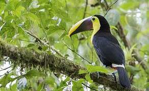 Yellow-throated Toucan