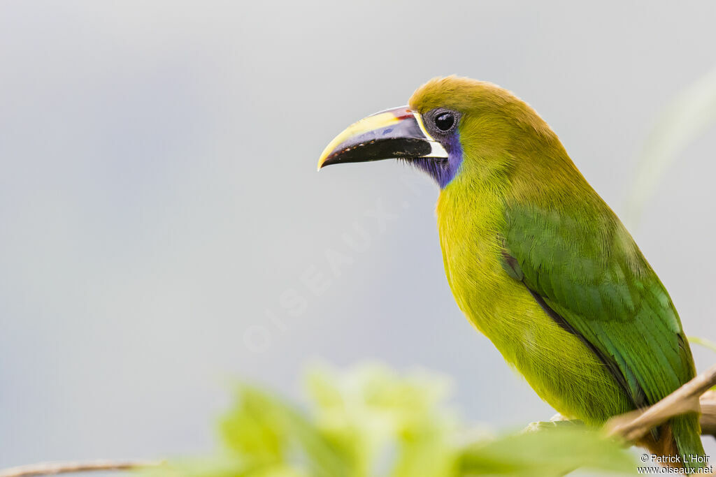 Toucanet à gorge bleue