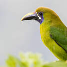 Toucanet à gorge bleue