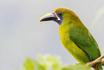 Toucanet à gorge bleue