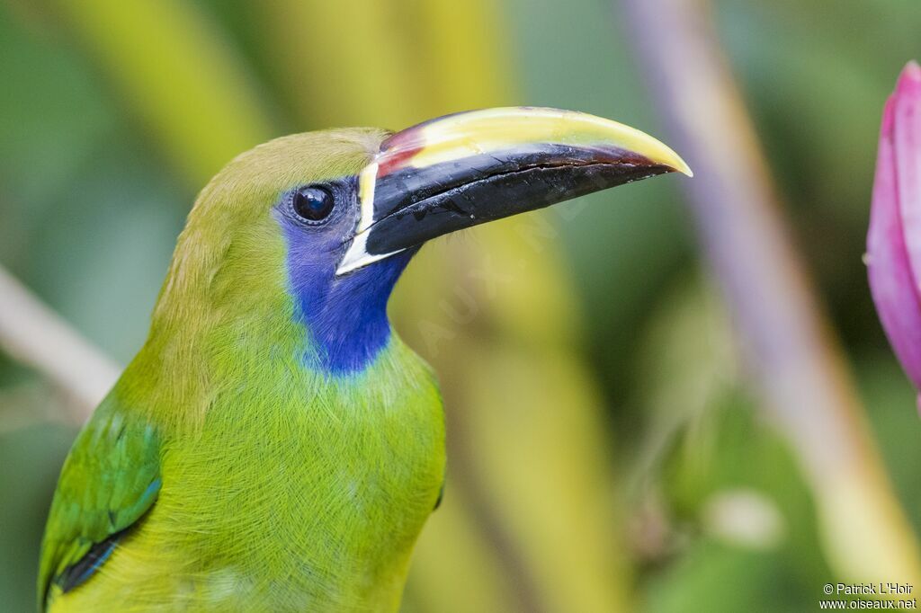 Toucanet à gorge bleue