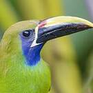 Toucanet à gorge bleue