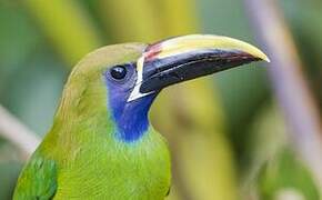 Toucanet à gorge bleue