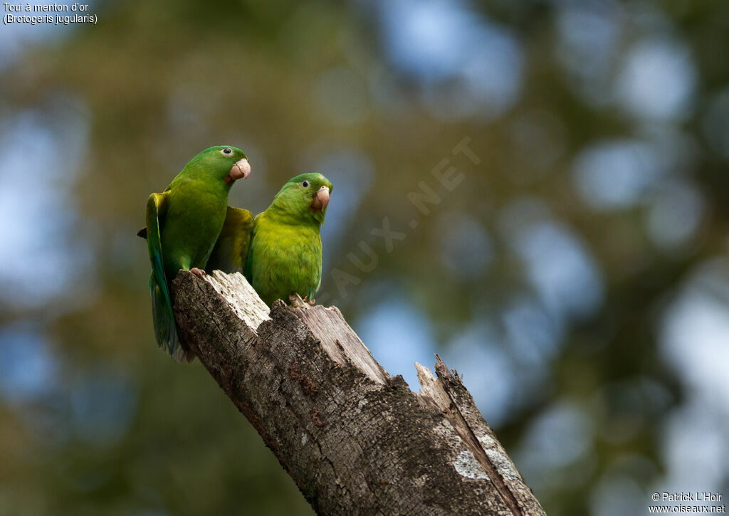 Orange-chinned Parakeet adult