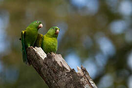 Orange-chinned Parakeet