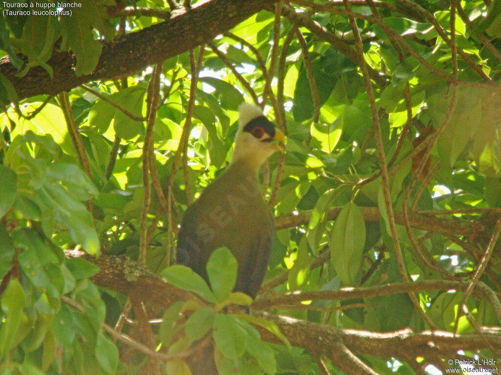 White-crested Turaco